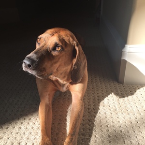 Hank the Hound Groomes